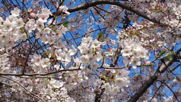 桜の時　2020　♪サムネイル