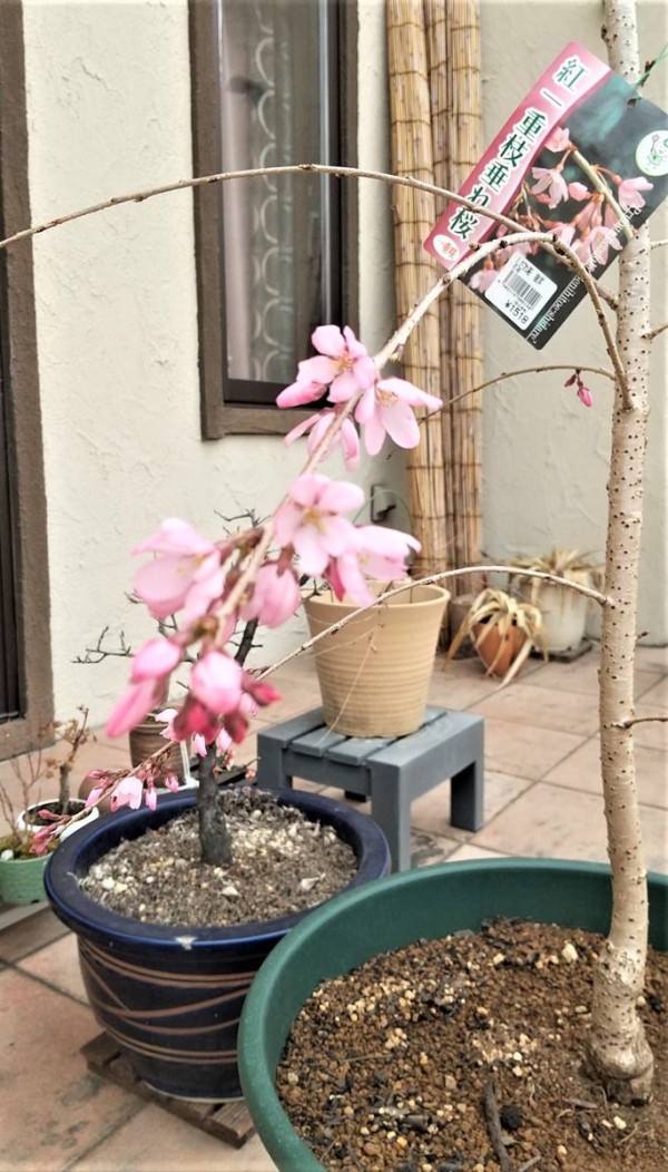 3月に思う事　♪サムネイル