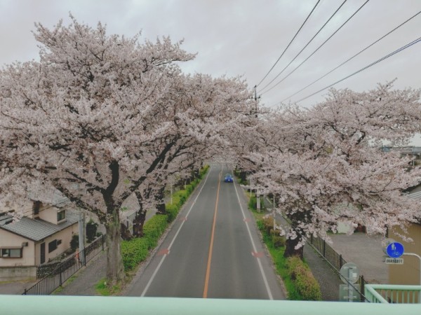 桜の時 ♪サムネイル